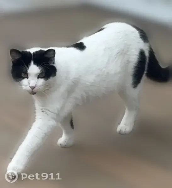 Lost cat, 2nd Street Southeast, Altoona, Ree Heights — Bandit, white with black spots - photo