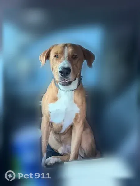 Lost dog, East I Street, 909, Ontario — male with a white facial stripe - photo