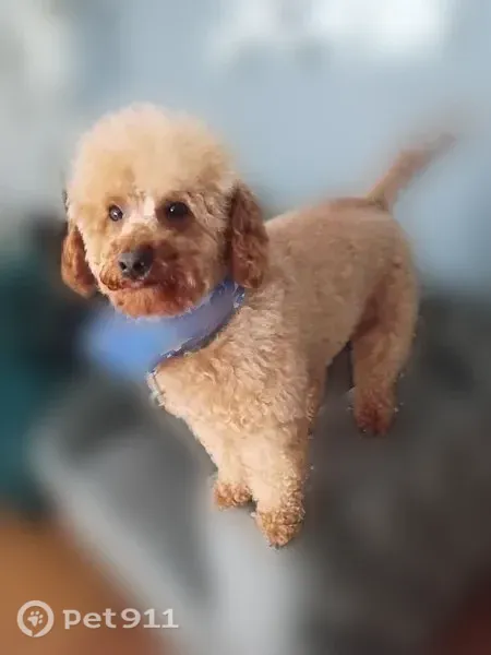 Lost dog, South Christiana Avenue, 8100, Chicago — male with tan, short curly hair - photo