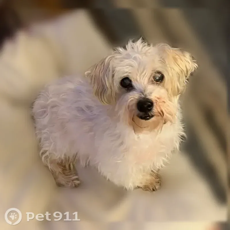 Lost dog, male, Mount Auburn Avenue, 1030, Dallas — senior white terrier mix - photo
