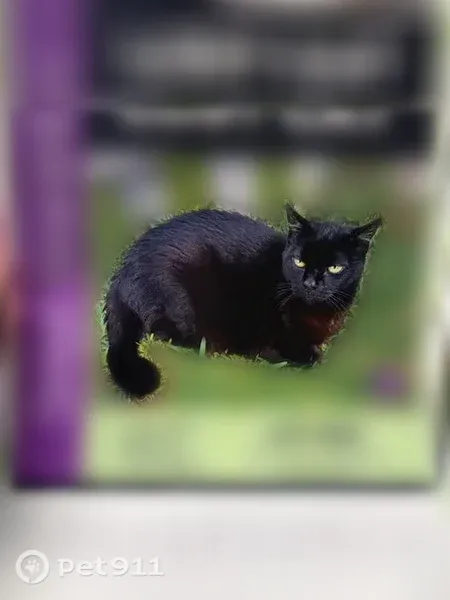 Lost Cat, Ashcroft Landing Drive, 554, Jacksonville, Ormond Beach — Black Female, 13 Years Old - photo