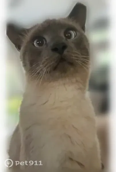 Lost male cat, Kelly Mill Road, 4350, Cumming — Siamese with a limp - photo