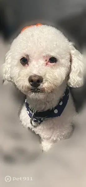 Lost dog, Stanford Avenue, 11028, Los Angeles — male white poodle mix, microchipped - photo