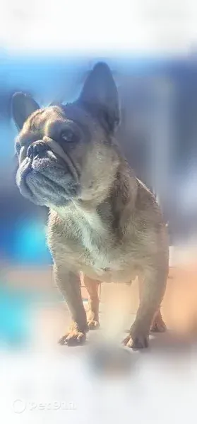 Lost dog, Rio Linda Boulevard, 4221, Sacramento — female, tan and friendly - photo