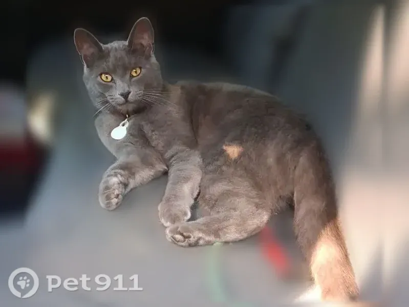 Lost cat, Maplewood Avenue, 20, Barre — male, blue-gray, wearing a collar with a tag - photo