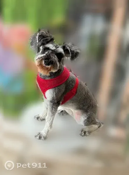 Lost dog, Calumet Avenue, Valparaiso, Arlington — female with a black and grey coat - photo