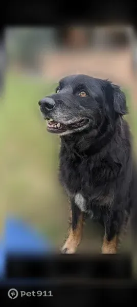 Lost dog, near O'Reilly's, 601 W Berry St, Fort Worth — male Border Collie with a white snout - photo