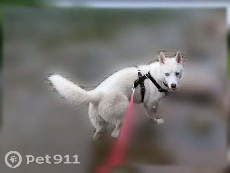 Lost dog, East Kingman Avenue, 163, Battle Creek — female white Husky named Traviesa - photo