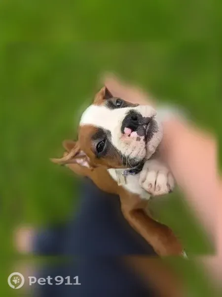 Lost dog, male, Kelly Hill Road, 8448, Village of Fredonia, Brocton — fawn and white boxer puppy - photo