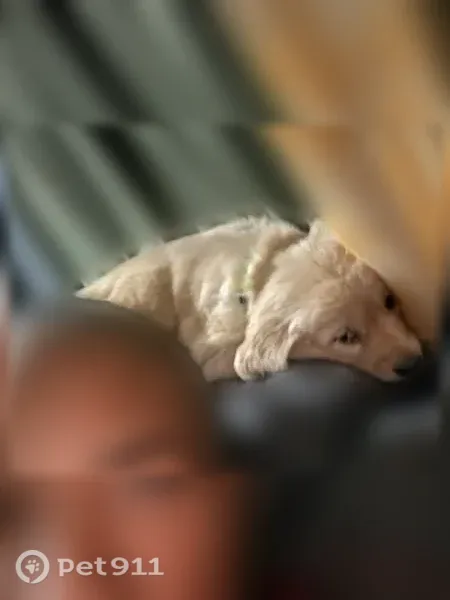 Lost female dog, Alcy Road, Memphis - photo