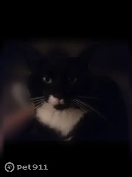 Lost male cat, Kiwi Street, 774, Madera — tuxedo cat with glove-like paw markings - photo