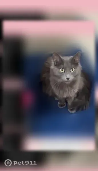 Lost cat, South Troy Street, 5919, Chicago — small, fluffy, slim female with green-hazel eyes - photo