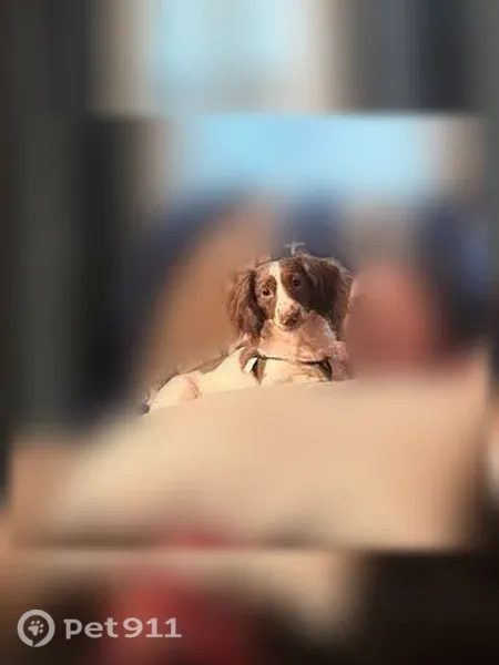 Lost dog, Utah Avenue, 1199, Emerson Park, Waycross — male merle Dachshund with mismatched eyes - photo