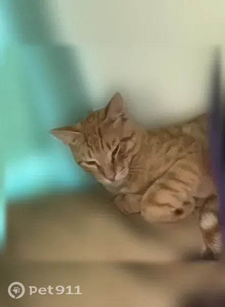 Lost cat, Gulfport, Mississippi — light orange tabby male with no collar - photo