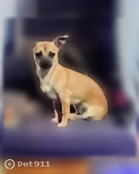 Lost dog, female, Barcelona Place Southwest, 2713, South Valley, South Valley — tan with black around her nose - photo