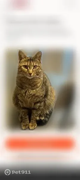 Lost cat, Copeland Street, 1916, Annapolis — female tabby with Crumb and ESA tags - photo