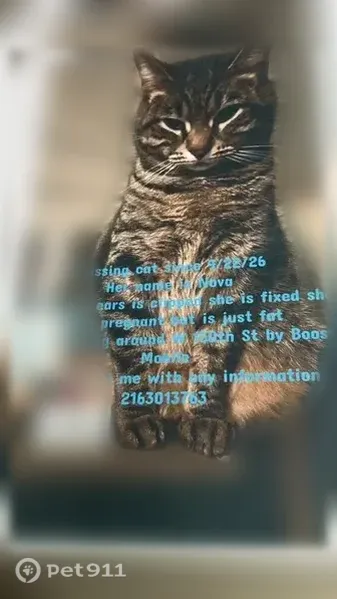 Lost cat, Puritas Avenue, 15109, Cleveland — female with a clipped ear - photo