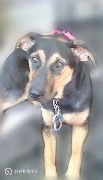 Lost dog, female, Southwest Tyler Street, 234, Topeka - photo