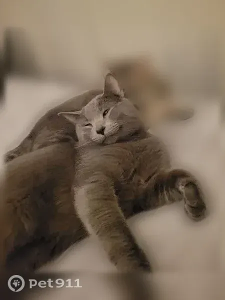 Lost cat, Abbeyfield Avenue, 14504, Rosemount, Rosemount — male with a lighter grey nose - photo