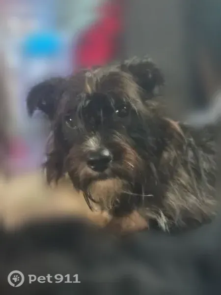 Lost dog, West River Road, 531, Nichols, Nichols — male with a white chest and paws - photo
