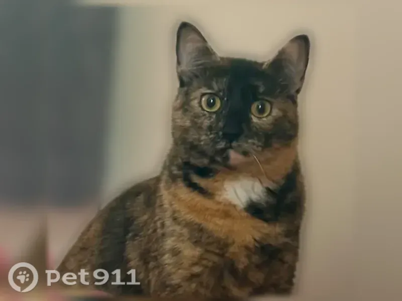 Lost female cat, Maplehill Road, 5712, Baltimore — black, white and brown with a white patch under her neck - photo