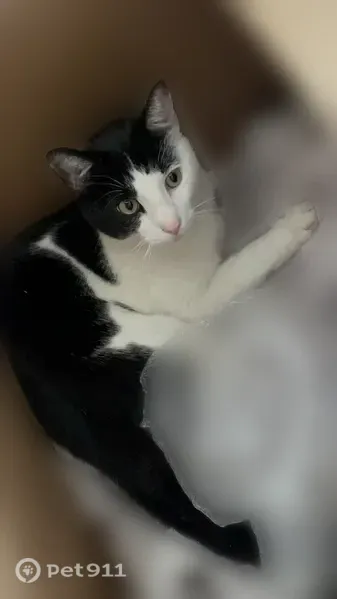 Lost cat, male, Warren Point Court, 6490, Rose Hill, Alexandria — white with black markings - photo