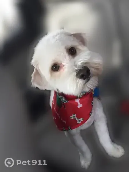 Lost male dog, Nile Avenue, 11285, Oklahoma City — white, 12-year-old miniature poodle - photo