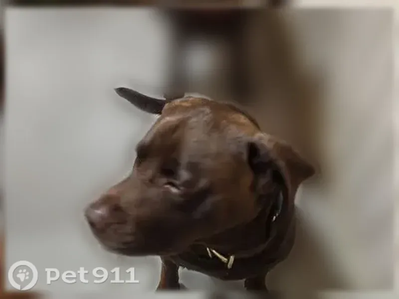 Lost male dog, Leigh Lane, 141, Woodbine — chocolate Lab with collar - photo