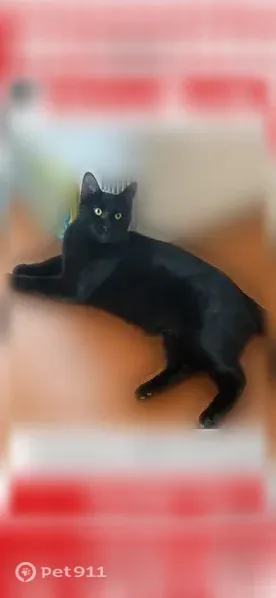 Lost cat, Sesame Street, 11115, Dallas — male, all black with a tooth hanging down on the left side - photo