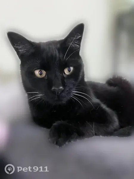 Lost cat, Audubon, New Jersey, Bellmawr — male with yellow eyes - photo