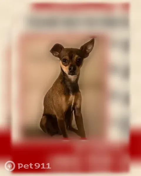 Lost dog, West Maplewood Avenue, 4658, Los Angeles — male Chihuahua mix with one floppy ear - photo