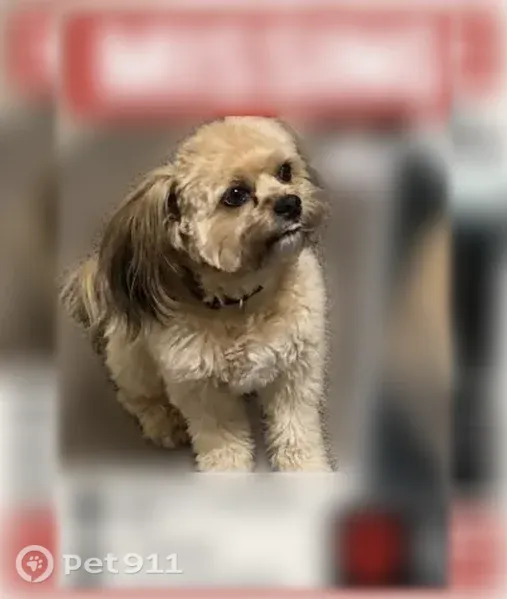Lost male dog, Interstate 20, 200, Midland — Shih Tzu/Pomeranian mix with fluffy tan and cream fur - photo