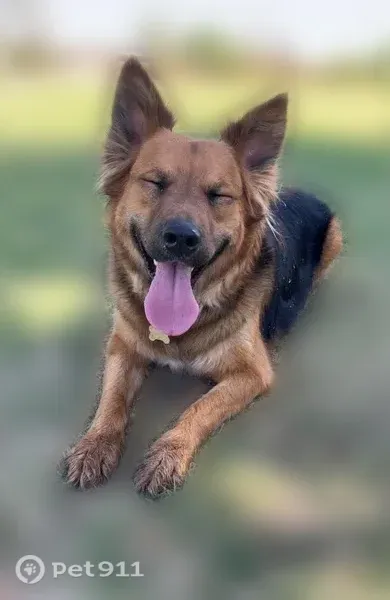 Lost dog, Maple Street, 717, Burkburnett — female German Shepherd mix - photo