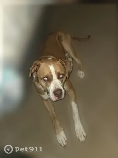 Lost dog, male, Weisser Park Avenue, 4609, Fort Wayne — very active with a tan coat - photo