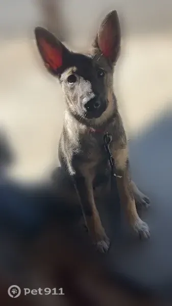 Lost dog, Flatwoods, West Virginia, Pittsburgh — female gray Shepherd mix without a collar - photo