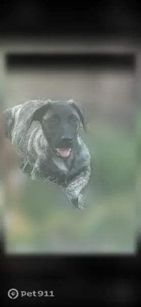 Lost dog, New Pekin, Indiana, New Albany — female with a brindle coat - photo