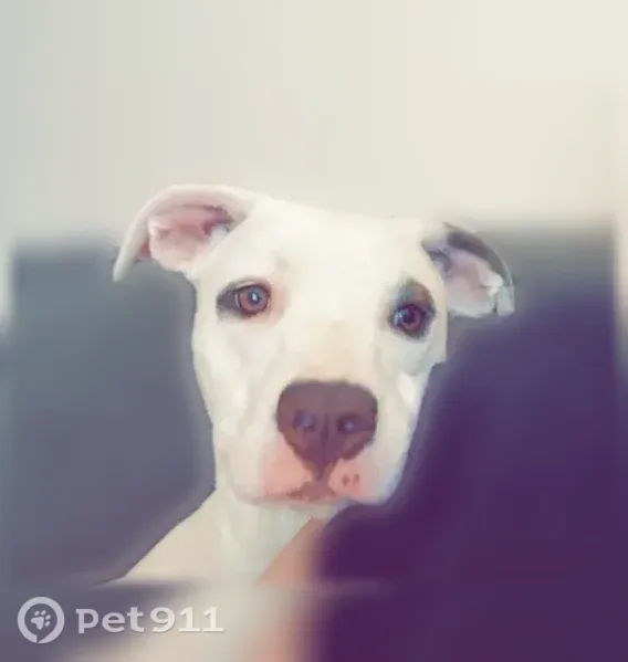 Lost dog, Georgia 3, 21999, Thomasville — female white pitbull with a brown eye marking - photo