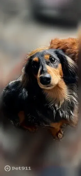Lost dog, Main Street, 1042, Woburn, Winchester — male dachshund named Beans - photo