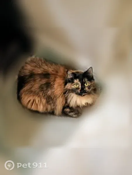 Lost cat, Spanish Street, 43, Sutter Creek, Arlington — female, long-haired tortoiseshell - photo