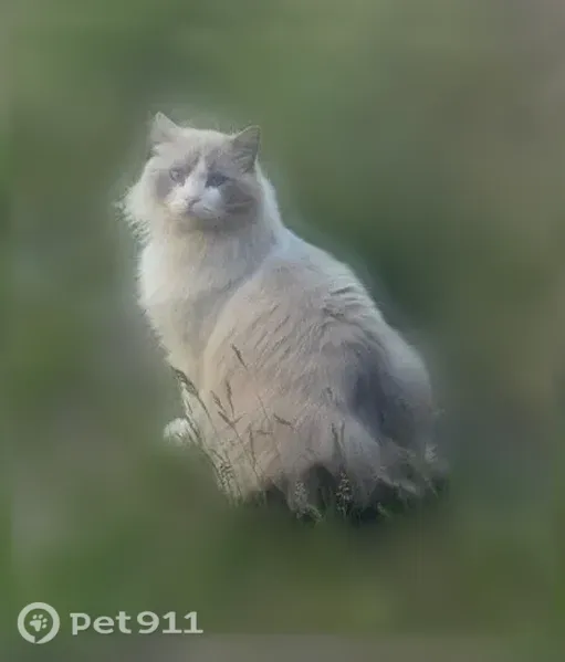 Lost male cat, West Euclid Road, Spokane — 18-pound white and grey Ragdoll - photo