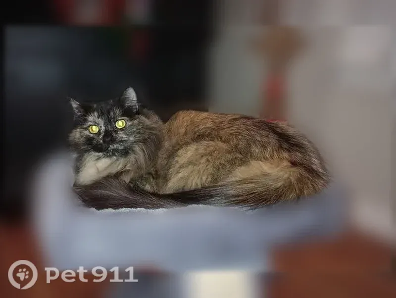 Lost cat, Spanish Street, Sutter Creek — female tortoiseshell, 7 years old - photo