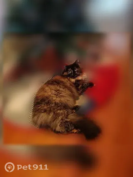 Lost female cat, Spanish Street, 43, Sutter Creek — tortoiseshell - photo