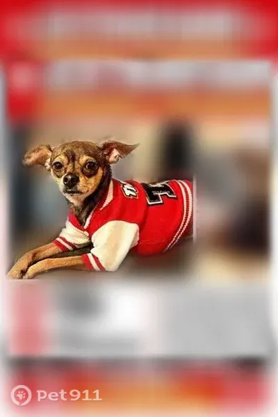 Lost Dog, North Western Avenue, 467, Los Angeles — male - photo