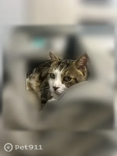 Lost male cat, Village Circle, 911, Newark — white face and paws - photo