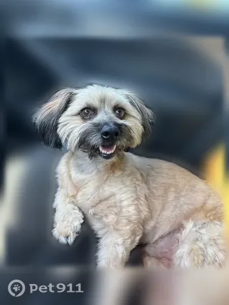 Lost dog, Burton Street, 10590, Riverside, Riverside — male with a beige-brown coat and dark muzzle - photo