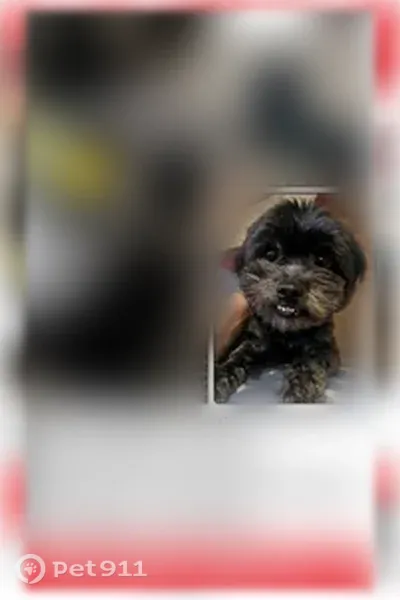 Lost Dog, Houston, Texas, Houston — male, black with grey markings - photo