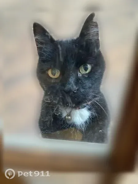 Lost cat, male, Louis Road, 3395, Palo Alto, Redwood City — black with a white chest patch - photo