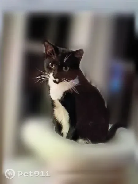 Lost cat, East Trade Street, Charlotte — male, slipped out when the door opened - photo