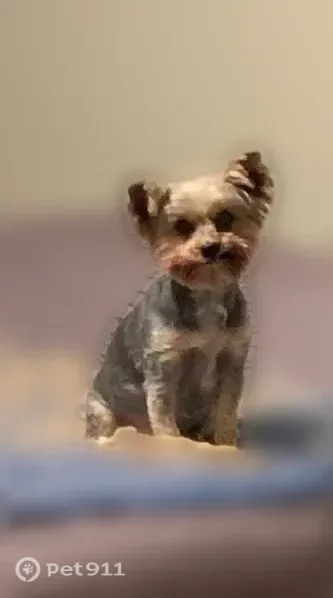 Lost Dog, female, County Road 170, 197, Jemison — tongue sticks out - photo