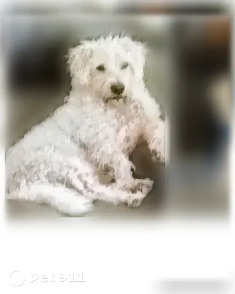 Lost male dog, Saint Mary Drive, 201, Allen — sits like a rabbit for a treat - photo